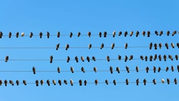 Birds on a wire to illustrate community groups